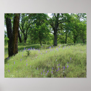 Lupine, Eichenbaumlandschaft Poster