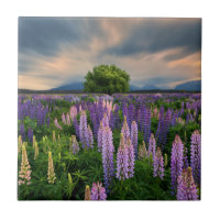 Lupine-Feld in Neuseeland