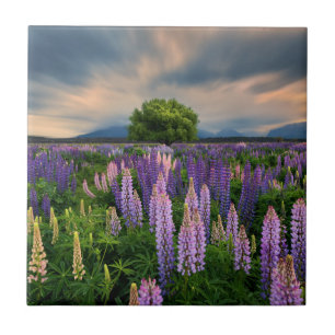 Lupine-Feld in Neuseeland Fliese