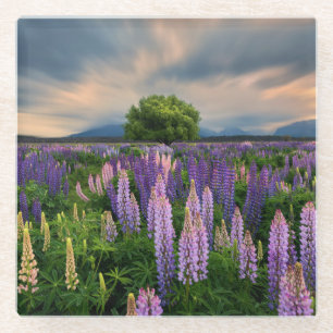 Lupine-Feld in Neuseeland Glasuntersetzer
