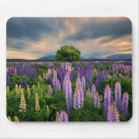Lupine-Feld in Neuseeland