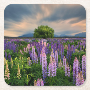 Lupine-Feld in Neuseeland Rechteckiger Pappuntersetzer