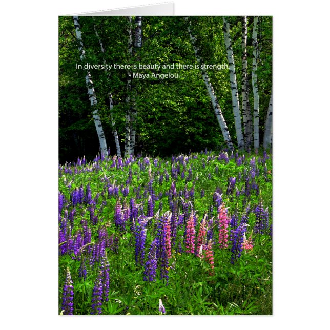 Lupine Field Celebrates Diversity (Vorne)