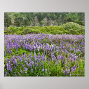 Lupine field, Humboldt Küste, Kalifornien, USA. Poster