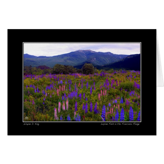 Lupine Field in der Franconia Range Card (Vorderseite (Horizontal))