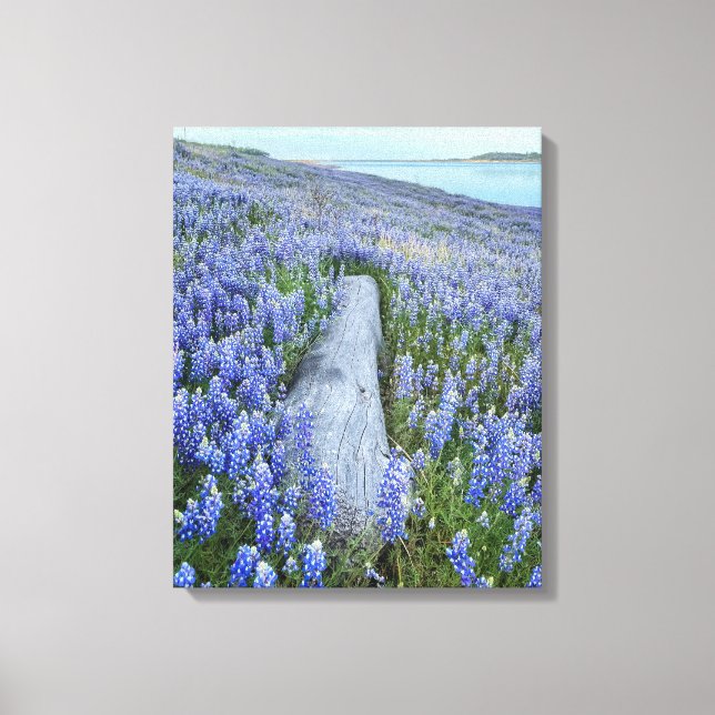 Lupine Field Leinwanddruck (Vorderseite)