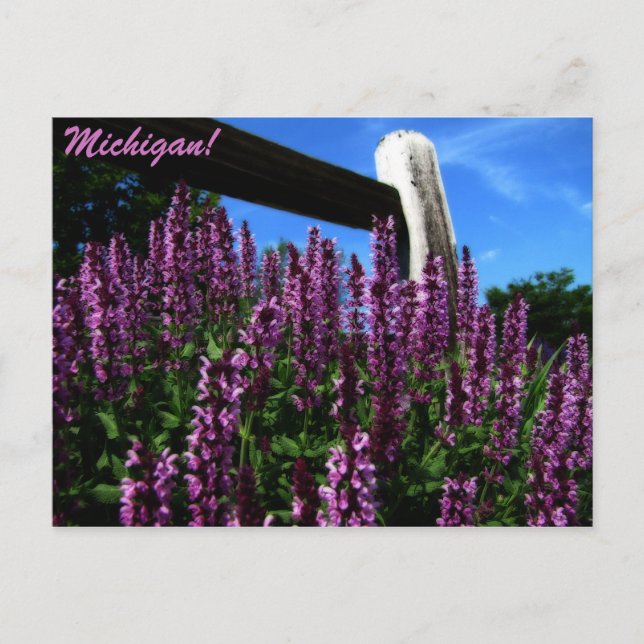 Lupine Garden Postkarte (Vorderseite)