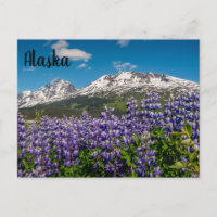 Lupine in Bloom Alaskan Postcard