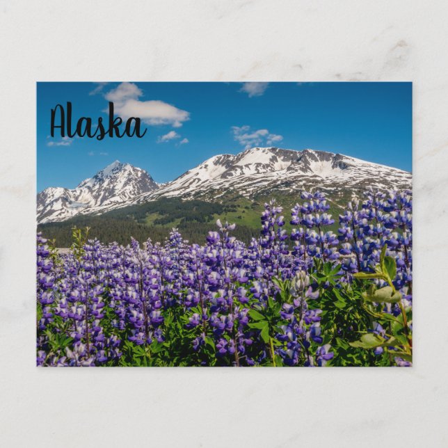 Lupine in Bloom Alaskan Postcard Postkarte (Vorderseite)