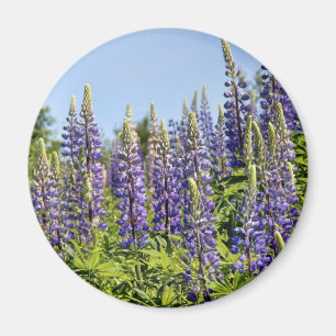 Lupine Magnet