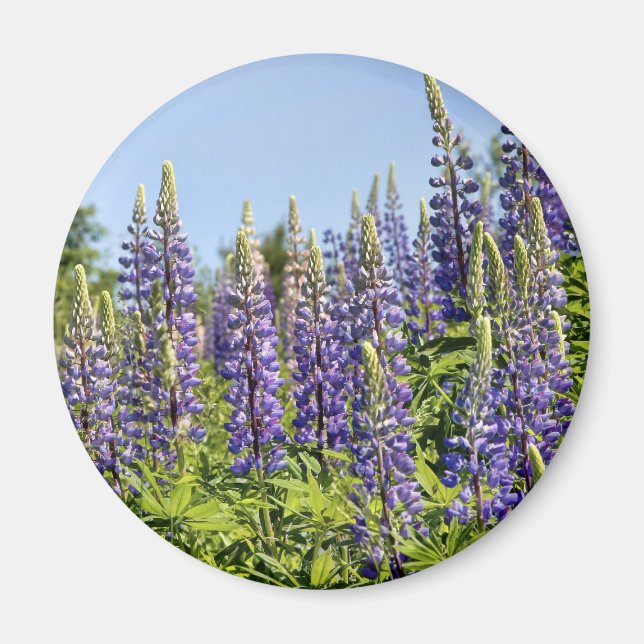 Lupine Magnet (Vorne)