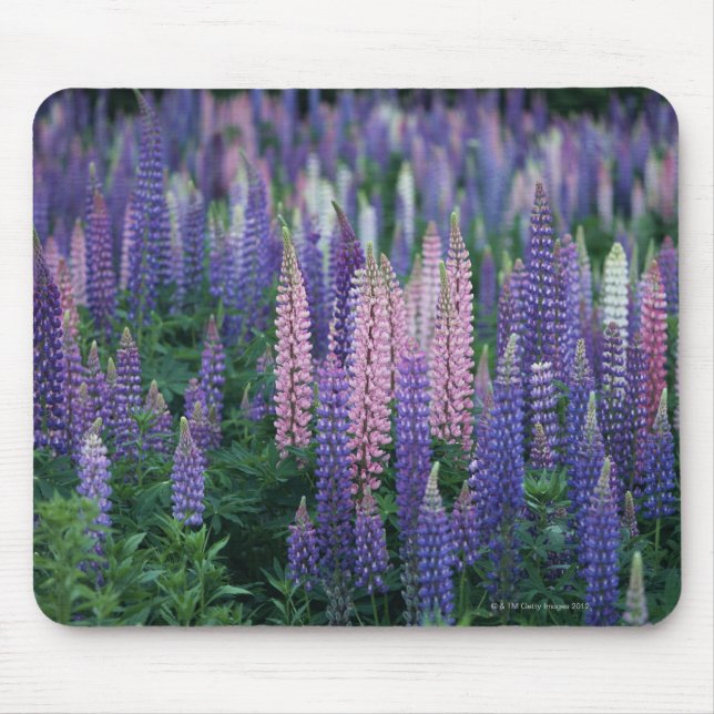 Lupine Mousepad (Vorne)