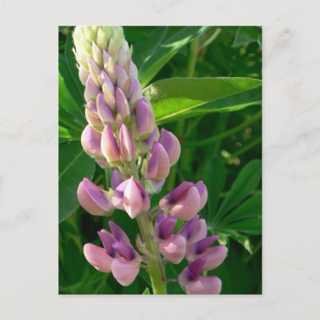 Lupine Pink Postkarte (Vorderseite)
