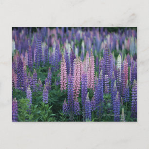 Lupine Postkarte