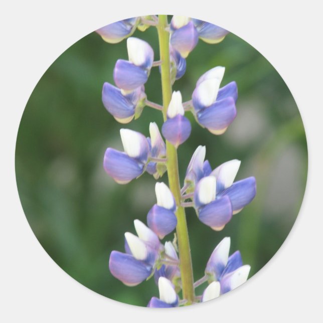 Lupine Sticker (Vorderseite)