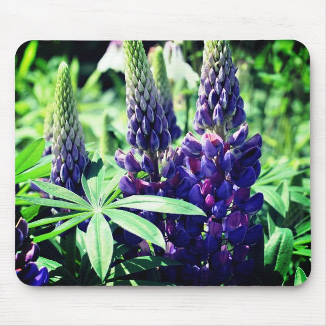 Lupine Trio Blume Mousepad (Vorne)