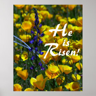 Lupine u. Mohnblumen wird er gestiegen! Druck Poster