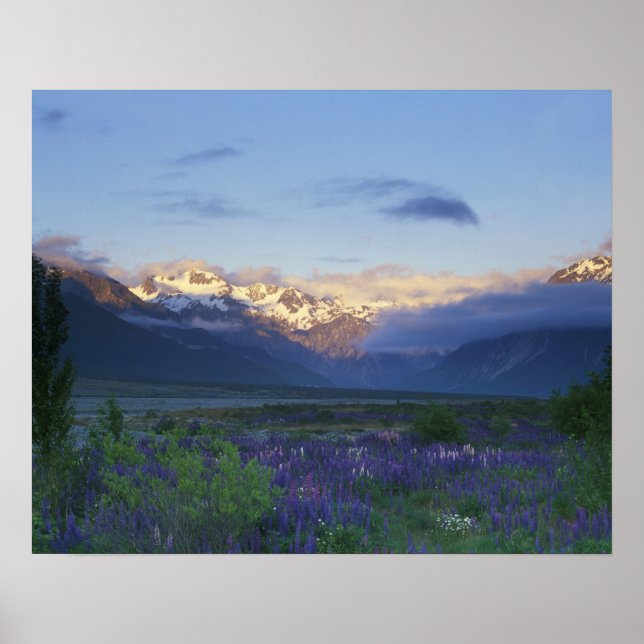Lupine und der Hauptteil, Arthur-Pass, Süden Poster (Vorne)