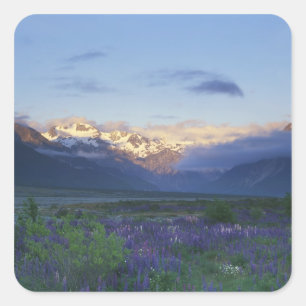 Lupine und die Hauptabteilung, Arthur's Pass, Süde Quadratischer Aufkleber