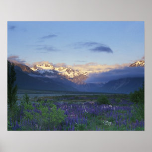 Lupine und die Hauptspalte, Arthur's Pass, Süd Poster
