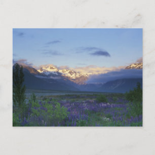 Lupine und die Hauptspalte, Arthur's Pass, Süd Postkarte