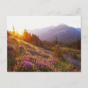 Lupine- und olympisches Gebirge in Postkarte