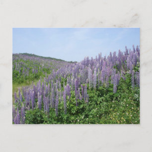 Lupine Valley Postkarte