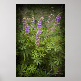 Lupine Vignette Poster