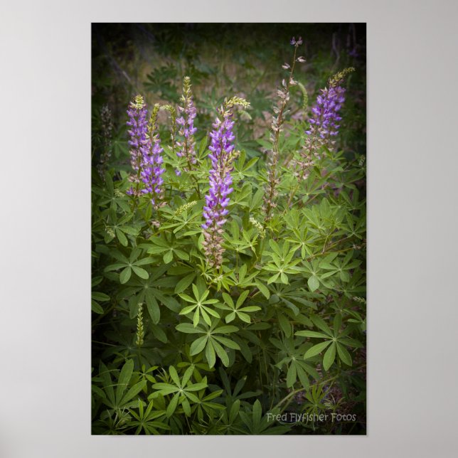 Lupine Vignette Poster (Vorne)