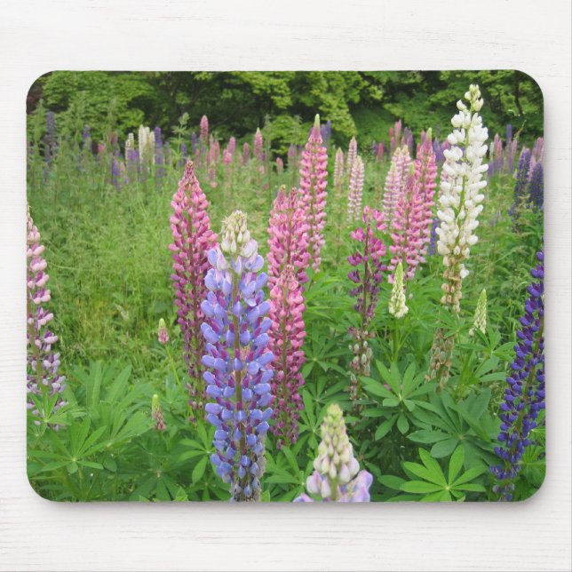 Lupinen an Winkworth Arboretum, Surrey Mousepad (Vorne)