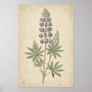 Lupinen Botanische Studie auf Elfenbein Poster