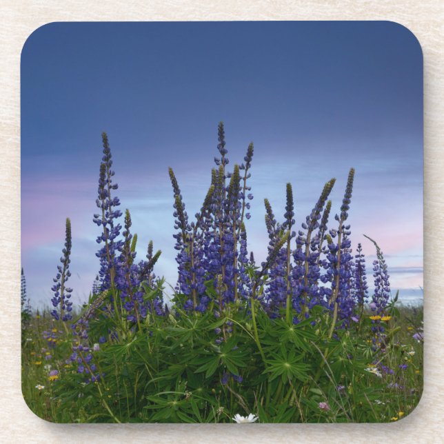 Lupinen  getränkeuntersetzer (Vorderseite)