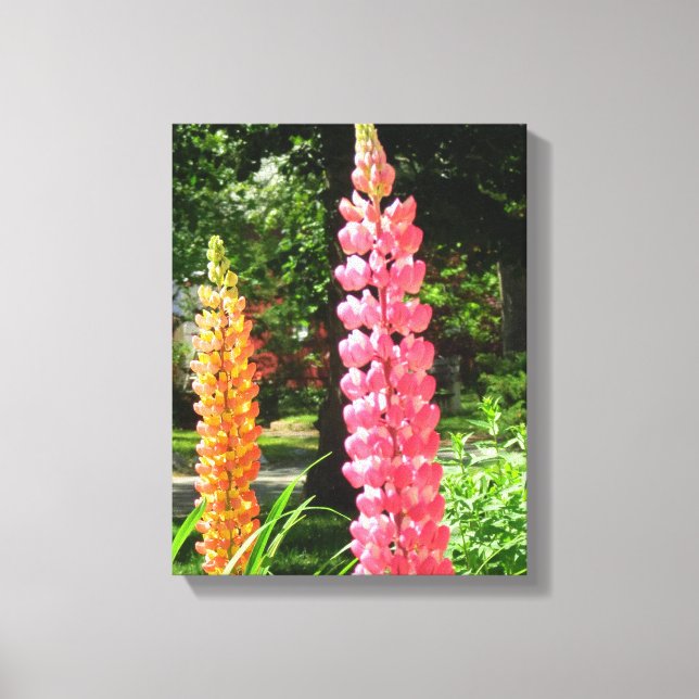 Lupinen im Hütte Garden - Martha's Vineyard Leinwanddruck (Vorderseite)