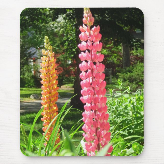 Lupinen im Hütte Garden - Martha's Vineyard Mousepad (Vorne)