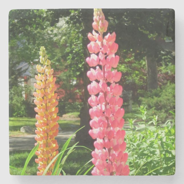 Lupinen im Hütte Garden - Martha's Vineyard Steinuntersetzer (Vorderseite)