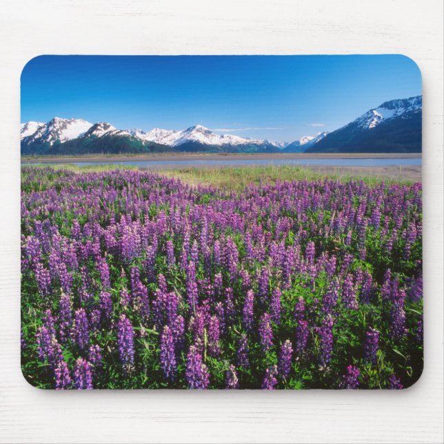 Lupinen in Bloom | Kenai Mountains, Alaska Mousepad (Vorne)