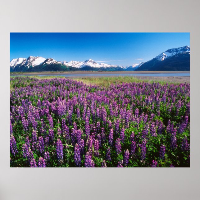 Lupinen in Bloom | Kenai Mountains, Alaska Poster (Vorne)