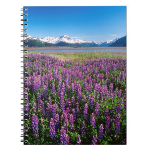 Lupinen in Blüte Kenai-Gebirge, Alaska Notizblock
