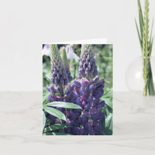 Lupinen Trio Blumenfotografie