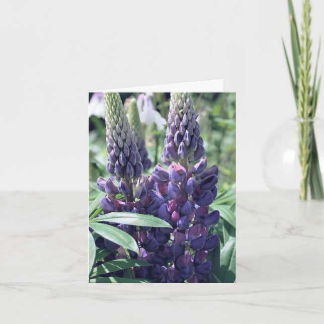 Lupinen Trio Blumenfotografie (Vorderseite)