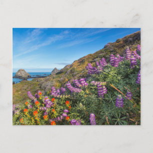 Lupinen- und Pinselblumen-Wildblumen Postkarte