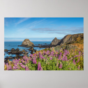 Lupinen-Wildblumen bedecken die Hügel Poster