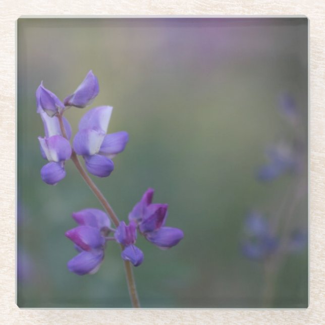 Lupinenfeld Glasuntersetzer (Vorderseite)