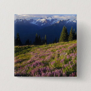 Lupinenfeld, Olympus und Wolken am Button