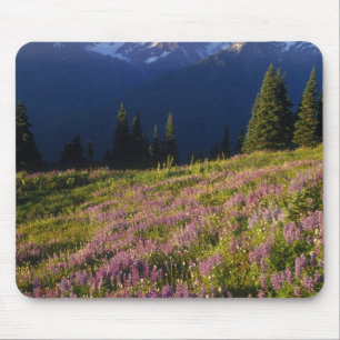 Lupinenfeld, Olympus und Wolken am Mousepad