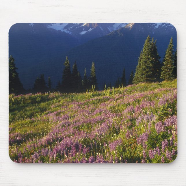 Lupinenfeld, Olympus und Wolken am Mousepad (Vorne)