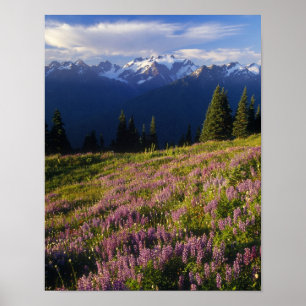 Lupinenfeld, Olympus und Wolken am Poster