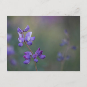 Lupinenfeld Postkarte