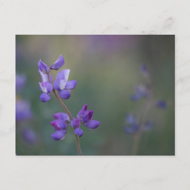 Lupinenfeld Postkarte (Vorderseite)