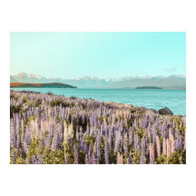 Lupiner See | Art Print